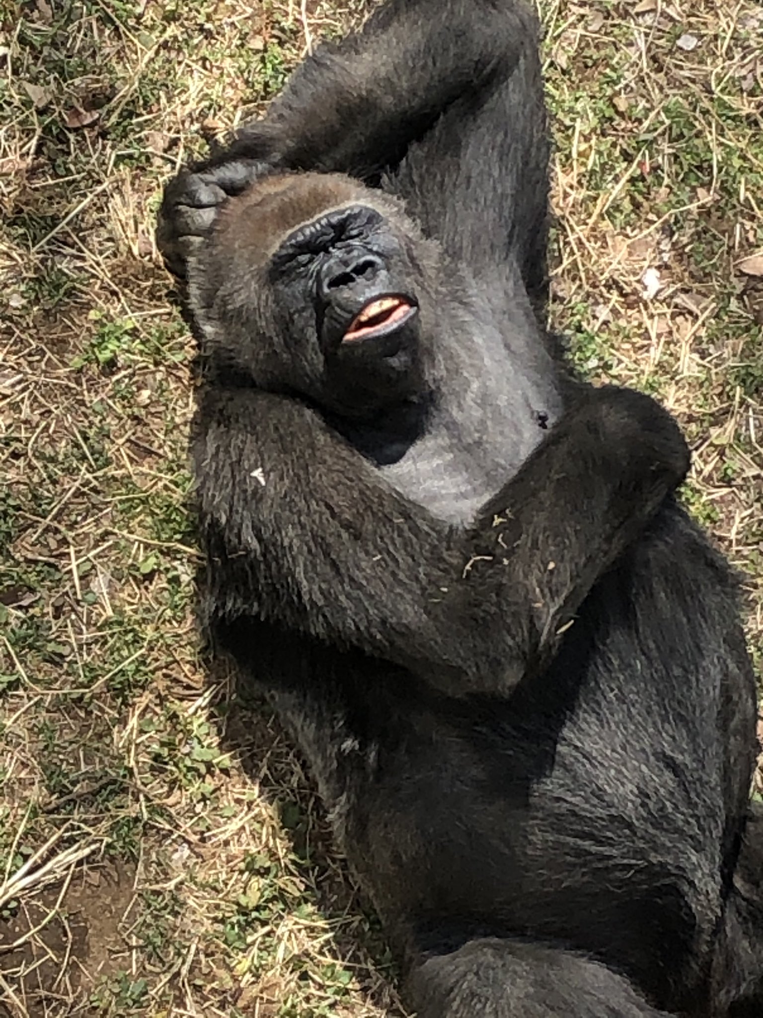 千葉市動物公園【公式】 on X: 