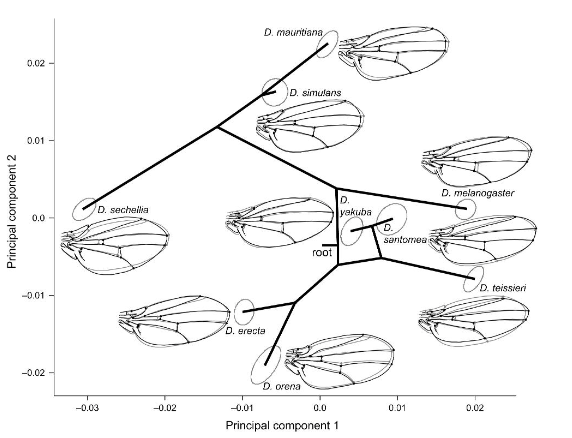 DrEmSherratt's tweet image. Some fun with #RStats code for #morphometrics. A phylomorphospace, but with 80% confidence elipses around each species&apos; average value (l), inspired by Klingenberg &amp;amp; Gidaszewski&apos;s 2010 Sys Biol Fig 6 (r). A way to show within-species variation. Data from peerj.com/articles/2453/