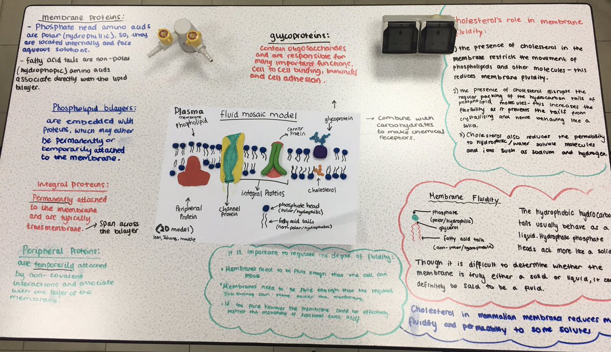 lindsaywilgrove's tweet photo. Some amazing dual coding work by Yr12 HL Bio student- introduction to membrane structure #JESSEnquiry #JESSResearch #JESSSubjectKnowledge @lindsaywilgrove https://t.co/qLmCZlzDXh