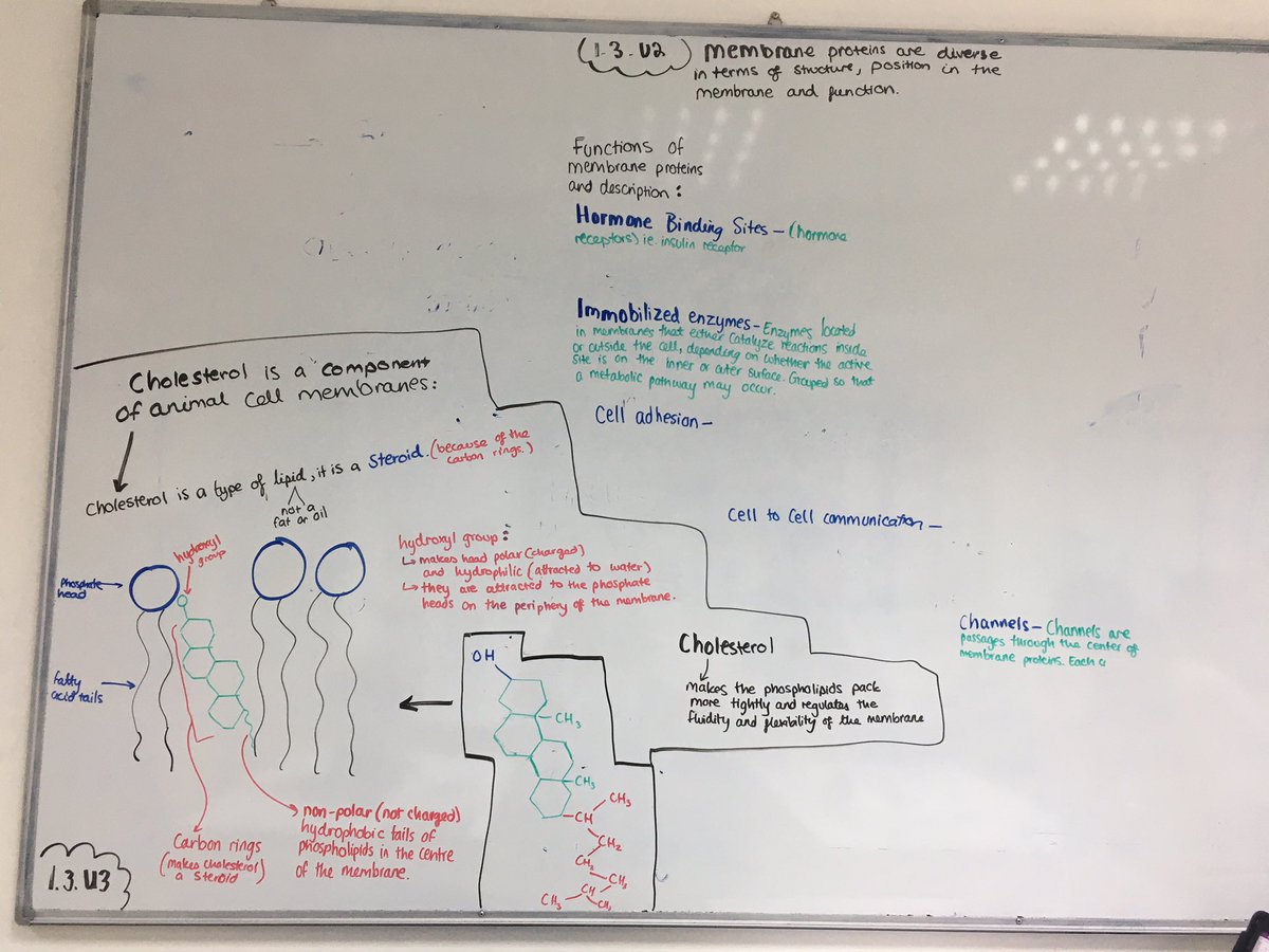 lindsaywilgrove's tweet photo. Some amazing dual coding work by Yr12 HL Bio student- introduction to membrane structure #JESSEnquiry #JESSResearch #JESSSubjectKnowledge @lindsaywilgrove https://t.co/qLmCZlzDXh