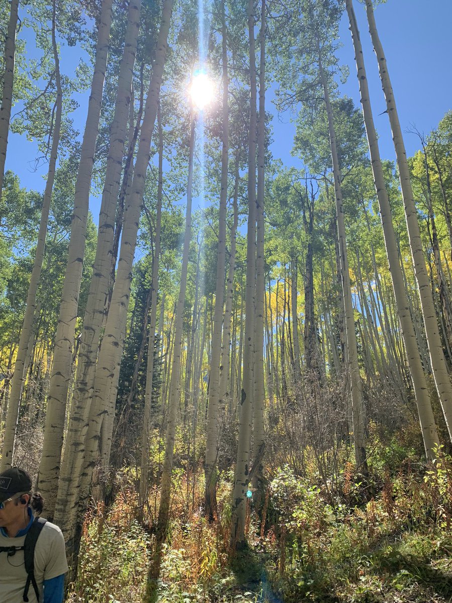 #aspen #altitude-sickness bites. Asp https://t.co/6KSfMA3Teo