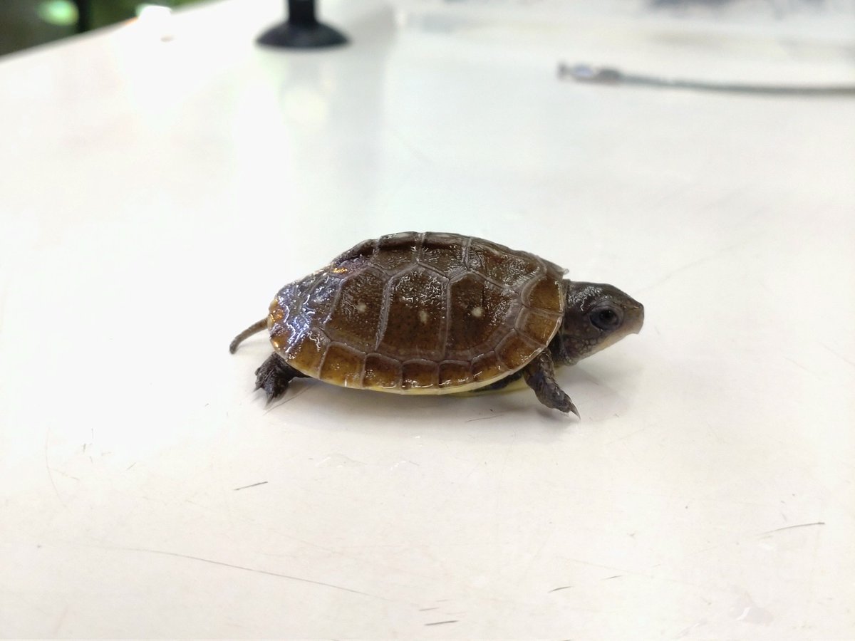 かねだい 海老名店 ミツユビハコガメ 入荷しました かねだい 海老名店 ミツユビハコガメ 入荷しました
