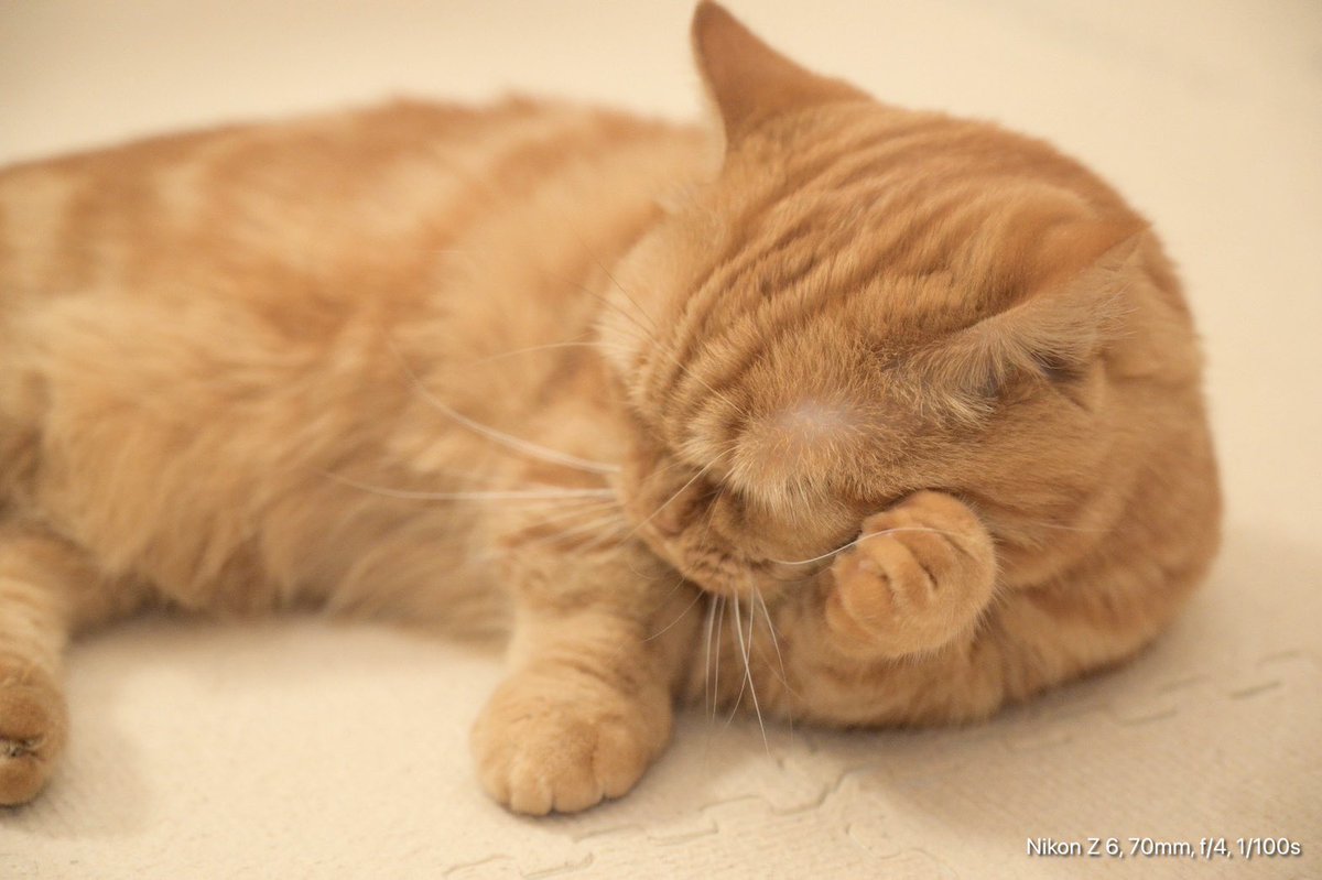 #ジアイーノ保護犬猫応援プロジェクト
こちらのタグを付けてツイートすると1投稿あたり12円が保護団体さんへ寄付されるというプロジェクトを応援しています😻

⭐️⭐️⭐️⭐️⭐️

1枚目
すんすんすん…

2枚目
はっ❗️この香りは…
間違いにゃい❣️

3枚目
みたらし団子にゃ〜🍡💗

4枚目
たまらんにゃっ😻💕