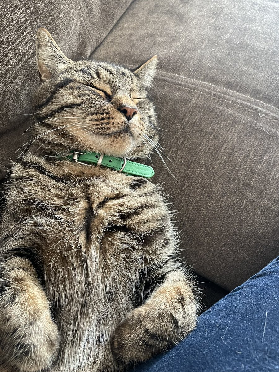 Another zoom day today so I’m getting a lazy start this morning with this fluff ball! 😻 #SmallBusiness #training #kent