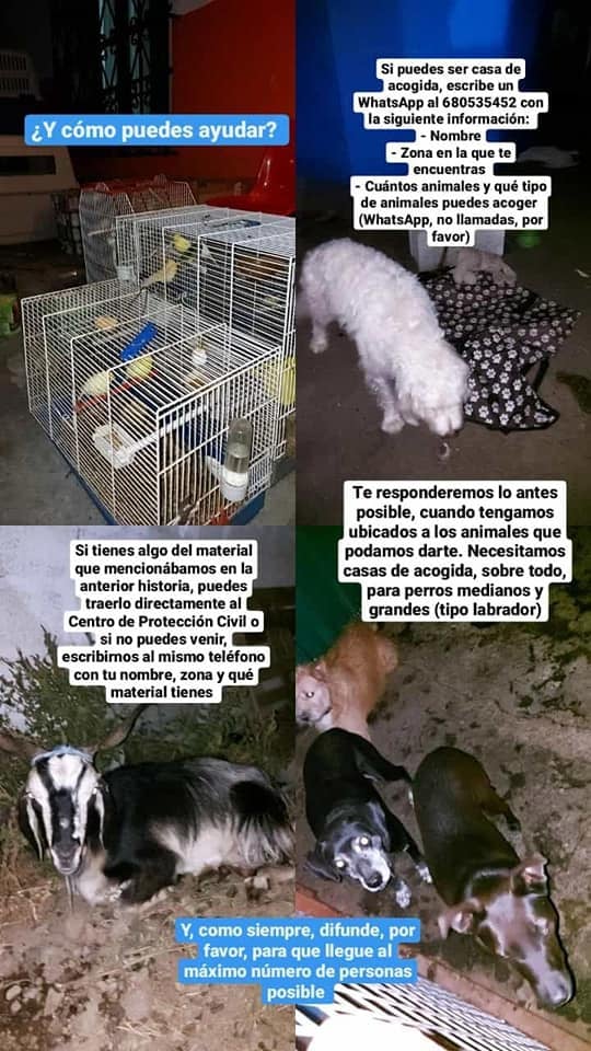 SosAbuelos1's tweet photo. AHORA TENEMOS QUE VOLCARNOS CON ESTAS PROTES COMPAÑER@S!!! 🙏

Aanipal,  Protectora De Animales Y Plantas Benawara de La Palma y UPA La Palma. 💞

Son las 3 protectoras de la zona que están centrando sus esfuerzos a ayudar a los animales de la erupción del volcán de #LaPalma https://t.co/as87MoszHA