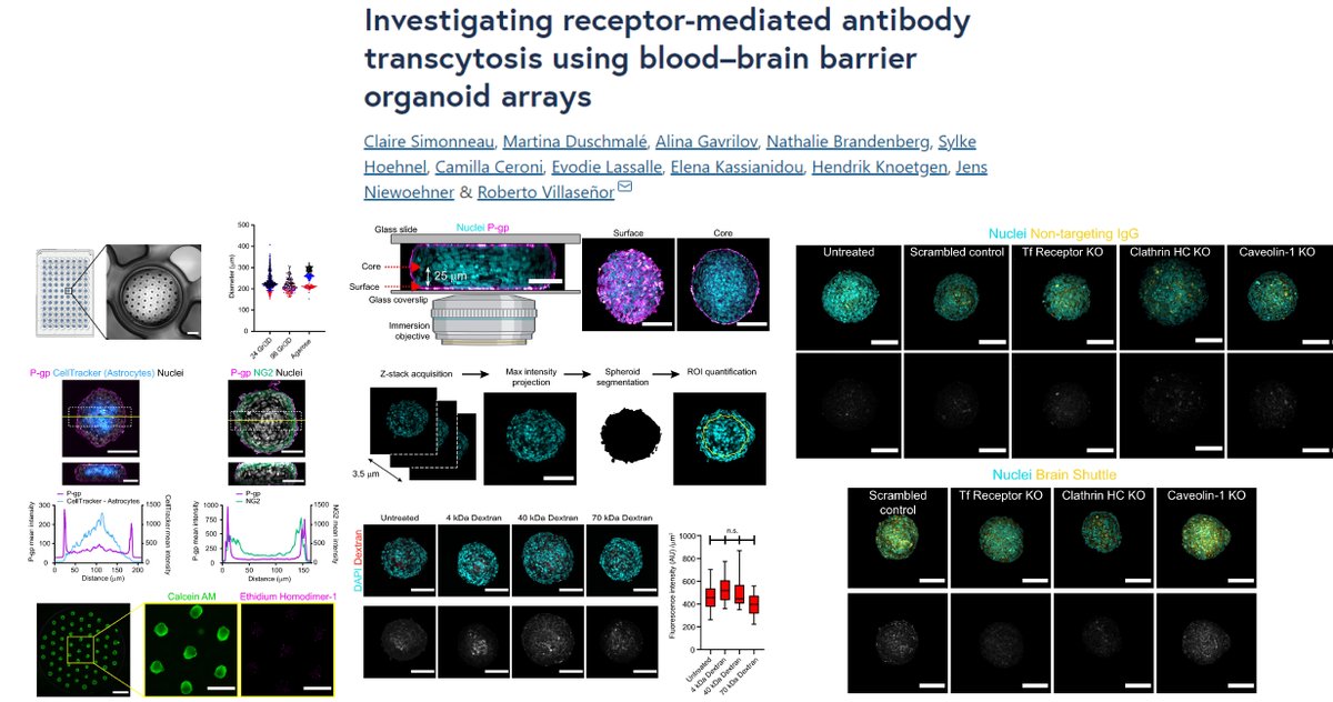 #BloodBrainBarrier #Organoid Array

Human brain #EndothelialCell (hCMEC/D3) + pericyte + astrocyte

Microcavity (φ 600 μm; depth 720 μm) PEG hydrogel &gt; 3000 BBB organoids on a 96-well plate🤠

Dr. Roberto Villaseñor lab Fluids Barriers CNS 2021 <a href="/Robvillasr/">Roberto Villaseñor</a>
fluidsbarrierscns.biomedcentral.com/articles/10.11…