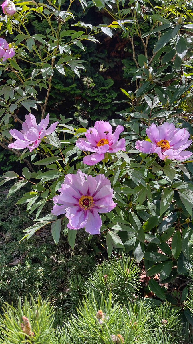 emphaneia's tweet image. Spring everywhere #australianspring