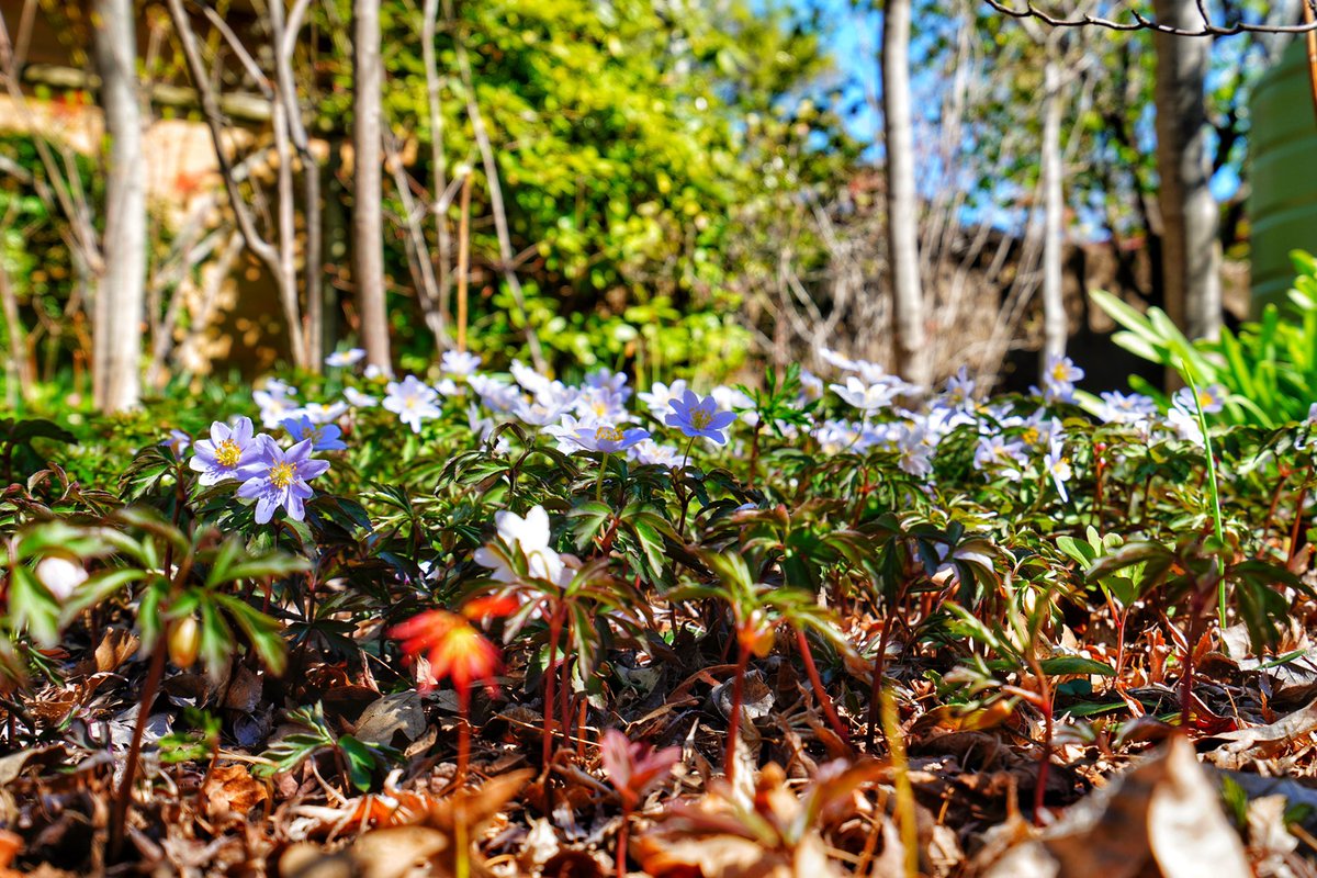 emphaneia's tweet image. Spring everywhere #australianspring