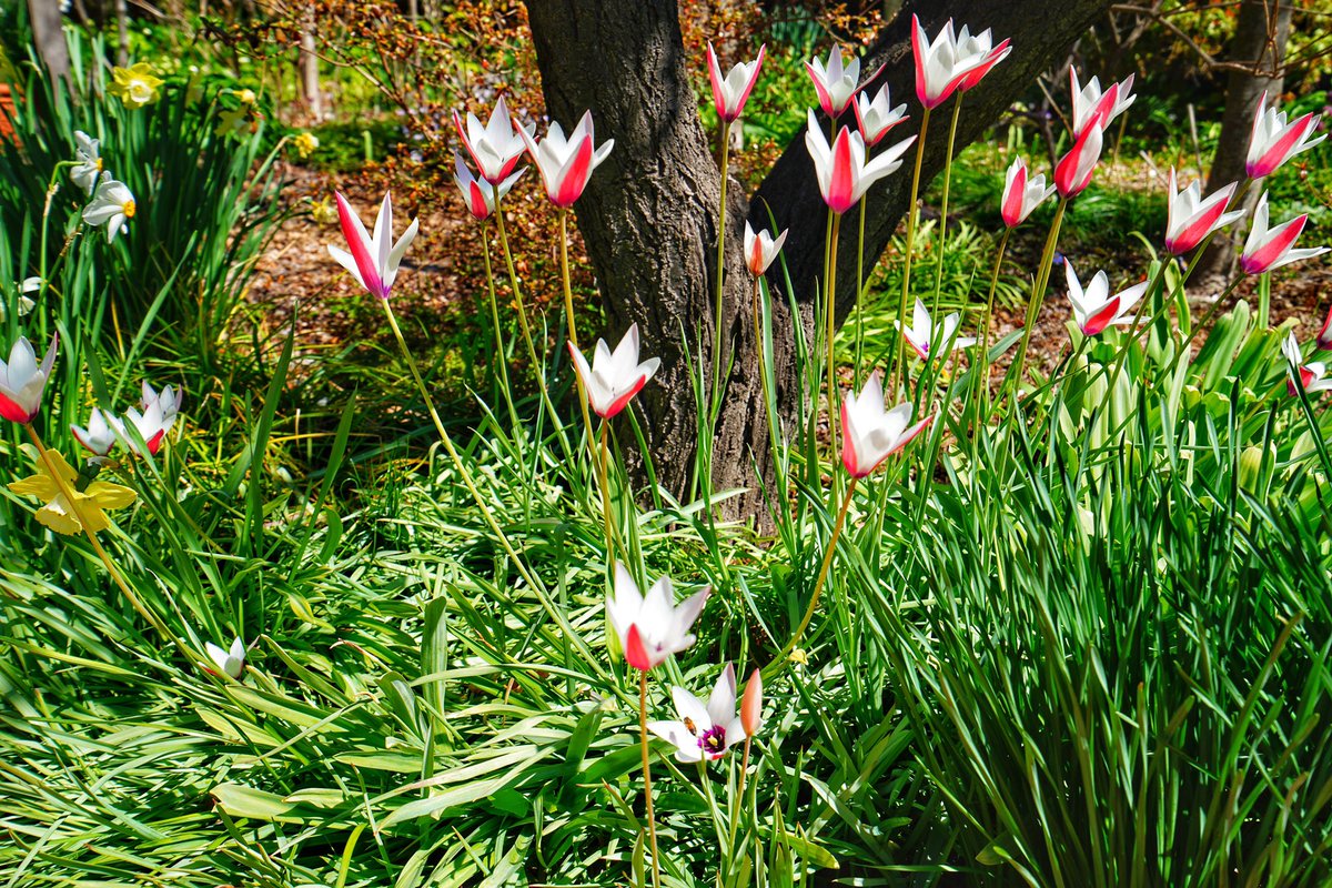 emphaneia's tweet image. Spring everywhere #australianspring