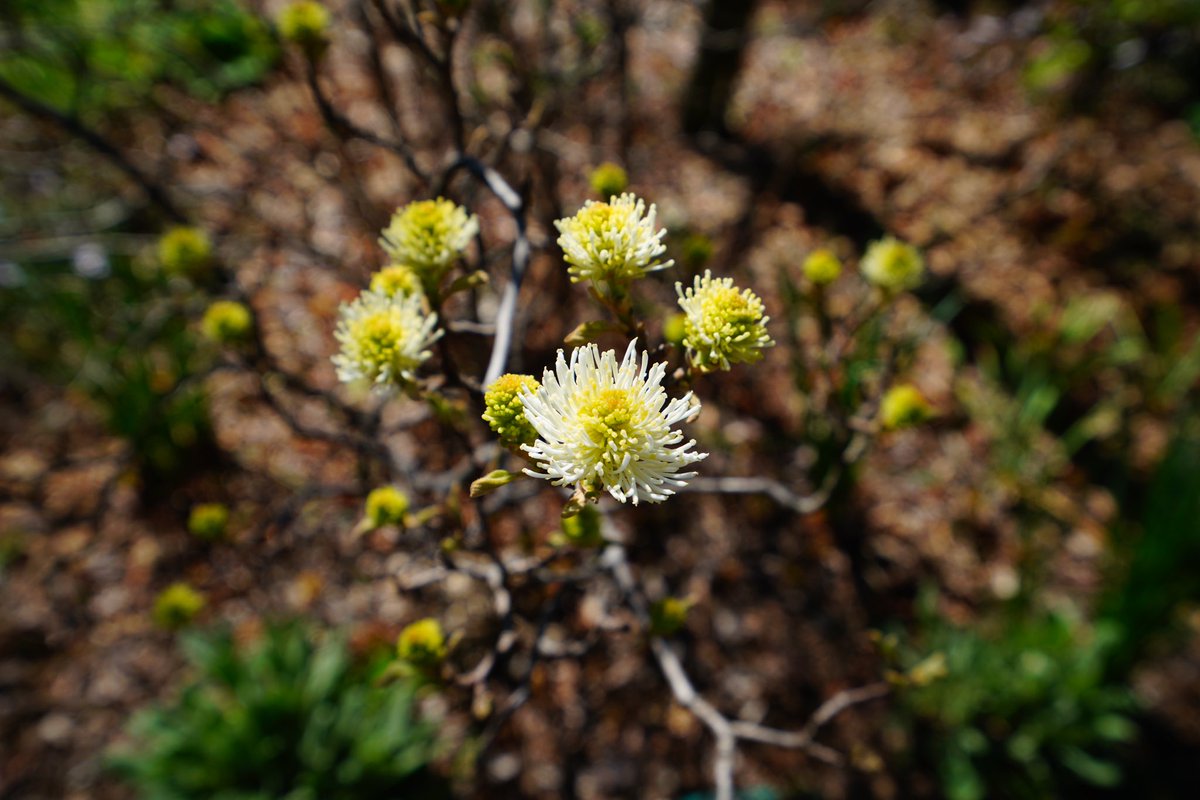 emphaneia's tweet image. Spring everywhere #australianspring