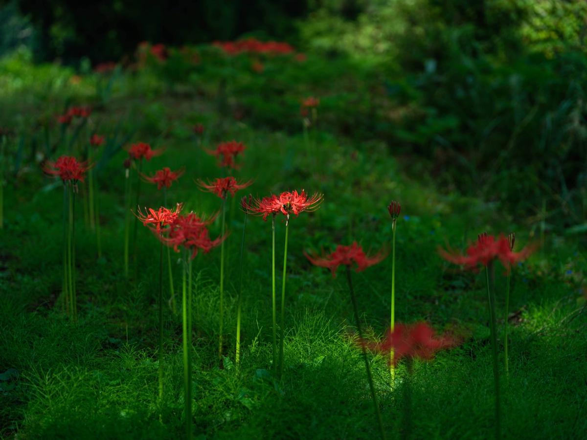 てぺ 薬師の彼岸花再び 難しいね 路肩に芽が出てるから踏むなよ 彼岸花 山古志 虫亀 薬師の陵 秋の花 Clusteramaryllis Yamakoshi Gfx100s Gfmmf4 T Co Eaz1gtpgcz Twitter