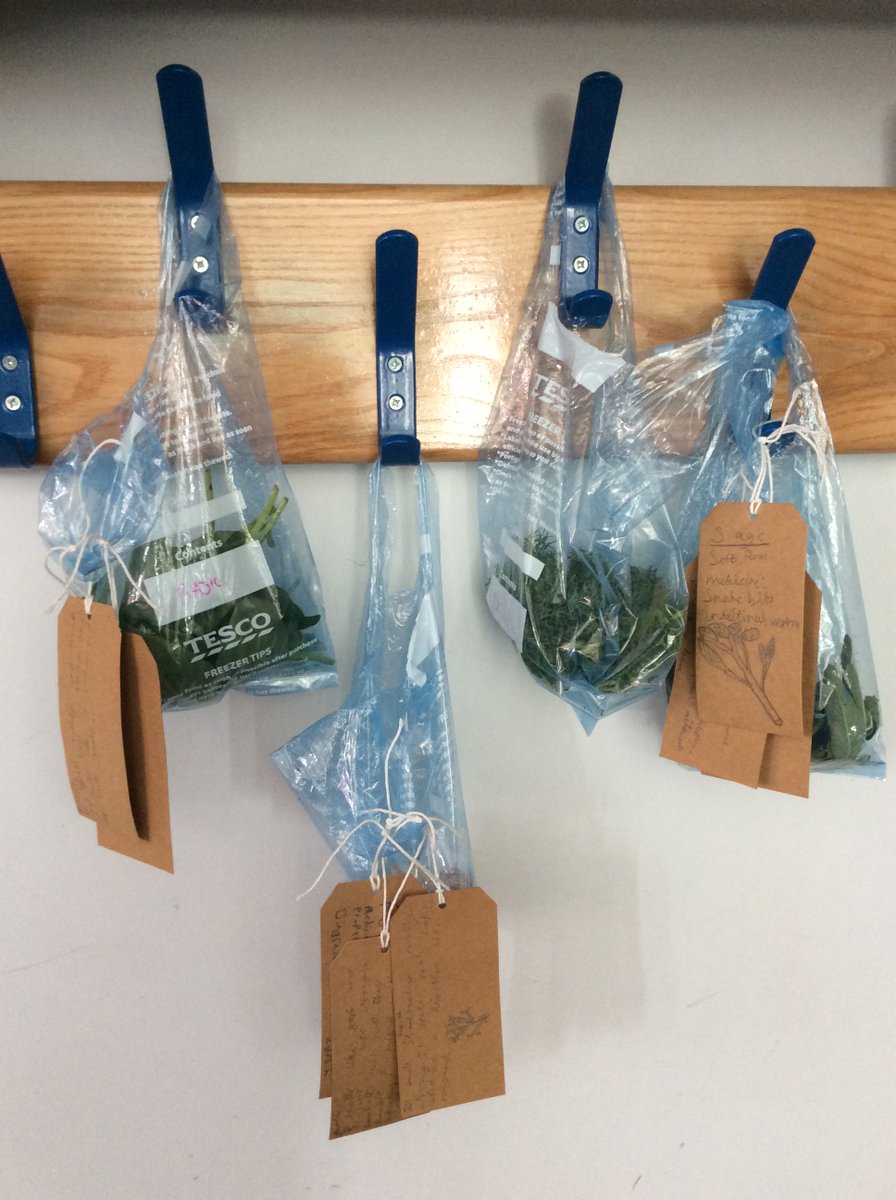 SManor_Y56's tweet photo. Meanwhile, back at school, some apprentice apothecaries have been sorting, classifying and labelling plants used in Medieval medicine.

It smells very nice in here! https://t.co/sfidsTXDi6