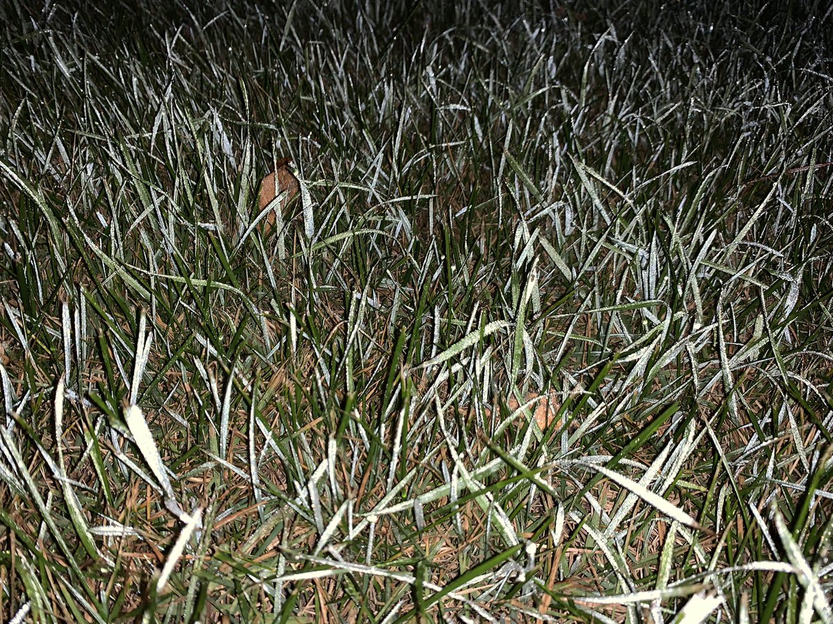 The truck says 39 but the grass says “brrrrr” #frost