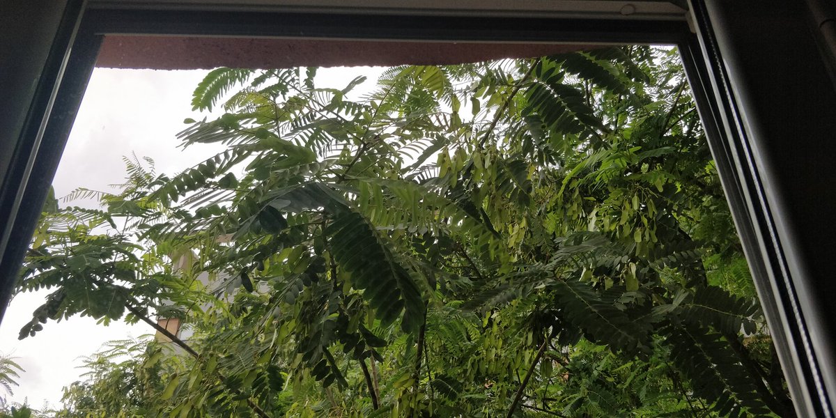 ¿Hasta cuándo hay que esperar para que vengan a podar? Ya mismo le compro un sillón... En Avenida Emilio Lemos 5. <a href="/Ayto_Sevilla/">Ayuntamiento de Sevilla</a>