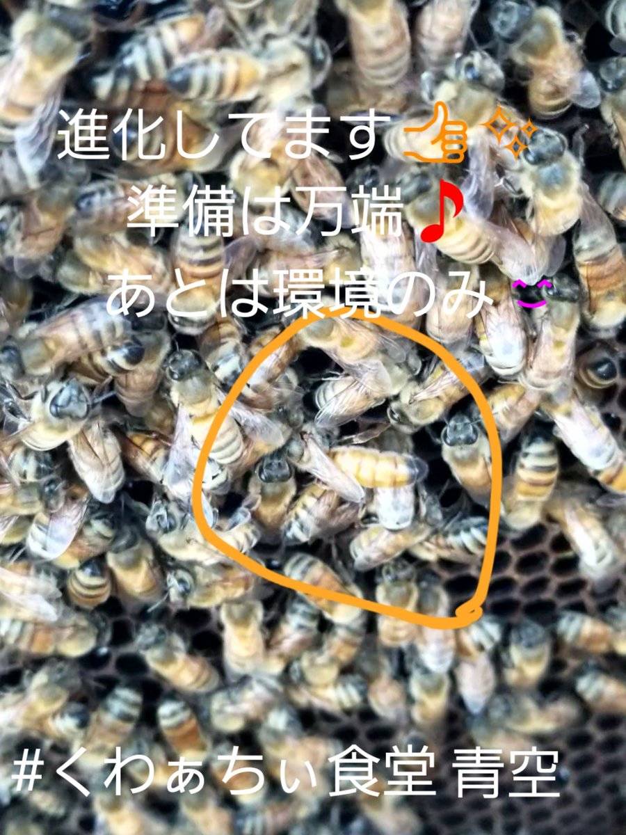 tksysfm's tweet photo. たくさんの出会���に感謝。日々進化できています。たくし学園再開に向け準備完了。あとは環境、状況をみてアナウンスするのみ。

#くわぁちぃ食堂青空 #たくし学園 #沖縄県産珈琲 #沖縄県産蜂蜜 https://t.co/QNzH9VPwAU