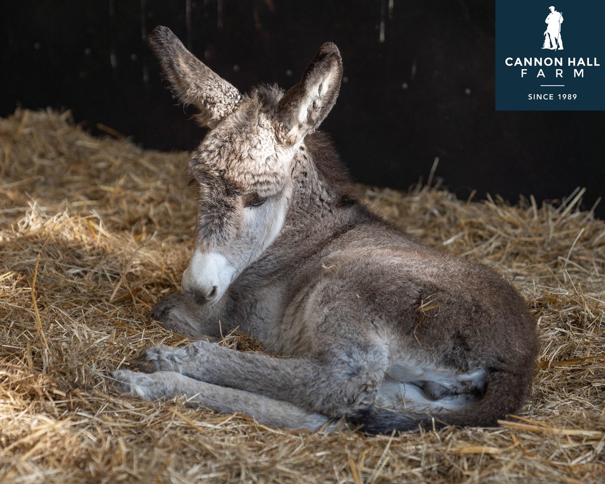 HAPPY #farmanimalsday 🐮
-
We hope all the farm animals at farms across the UK have an extra special day today, especially those at <a href="/CannonHallFarm/">Cannon Hall Farm</a> including the newest arrival of this beautiful donkey foal! 🦆🐽
-
Don't forget to sign up for SEASON 2 👉 5onthefarm.com/season2/