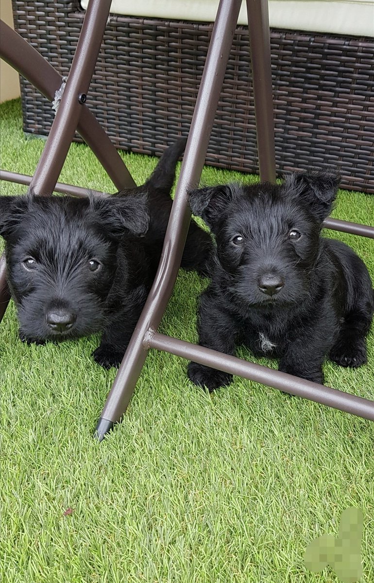 Nigel Richards tweet media