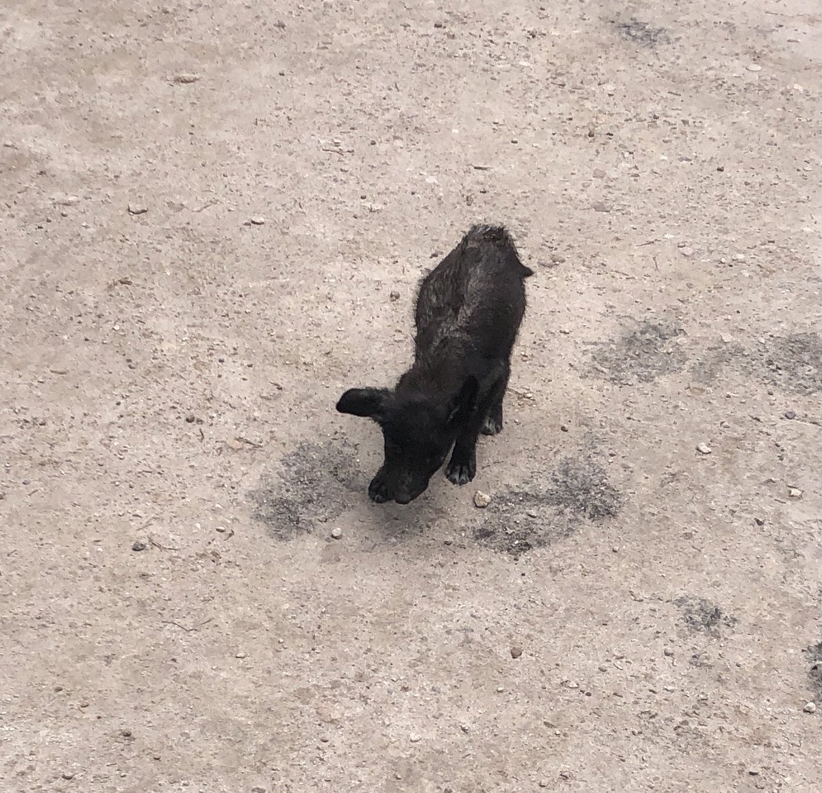USDogCoalition's tweet photo. You know that I have been searching for a rescue around Copper Canyon Mexico where street dogs are a real issue, and where my ❤️ was broken by a sick pup I couldn’t help. I found them, they have 2 followers, please follow. @CompassionCopp1 #coppercanyon #rescue #mexico #puppy https://t.co/XufaMkfrON