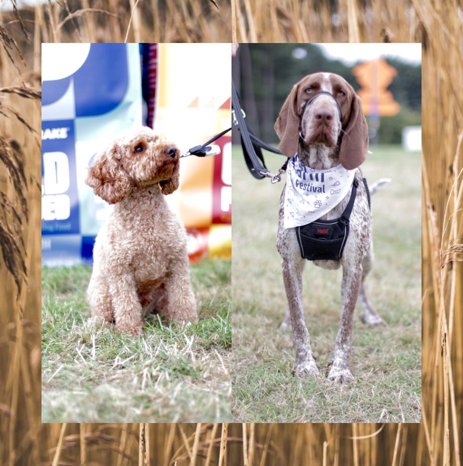 HAPPY #worldanimalday 🦁🐸
-
We love animals so much and we loved seeing all of your doggies in the dog show at the festival a few months ago too! 🐶
-
Today we send a big WOOF WOOF shootout to all of the dogs in the world &amp; every other animal across the globe! 🌍
-
🐥🦅🐝🦊🦁🐦
