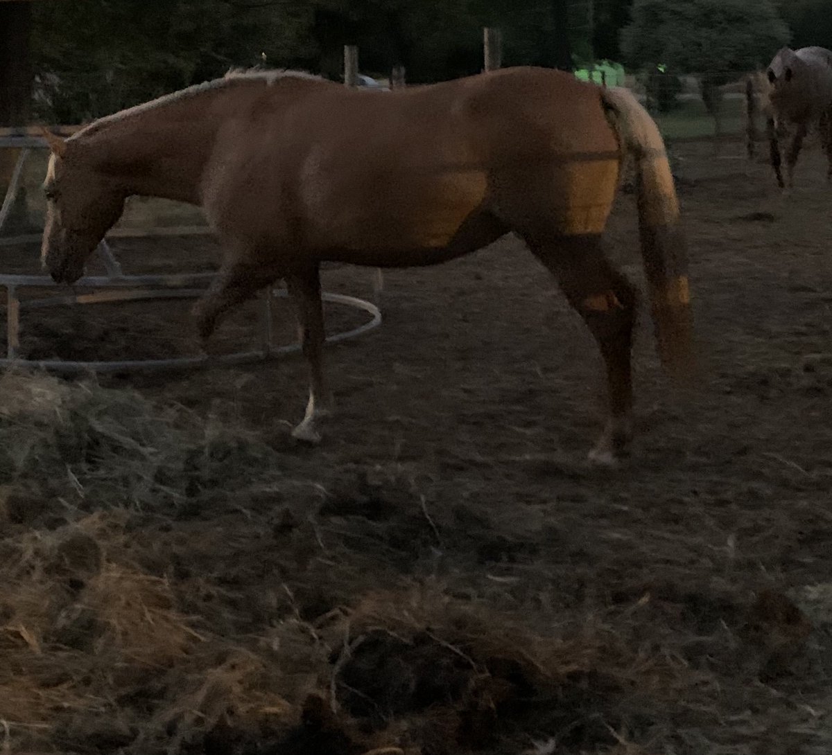 LeeshaKaye's tweet photo. Like my three-legged horse? #weirdtiming Honey has been on a diet ๐ฅฐ https://t.co/zXgc4KAjQR