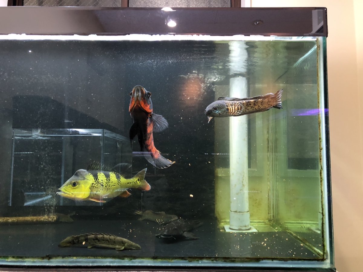 holytalker12's tweet photo. 最近、混泳水槽が綺麗で良き…

スネへとポリプってものすごい仲良くなるのかな？(笑) https://t.co/tlitv6wGPr