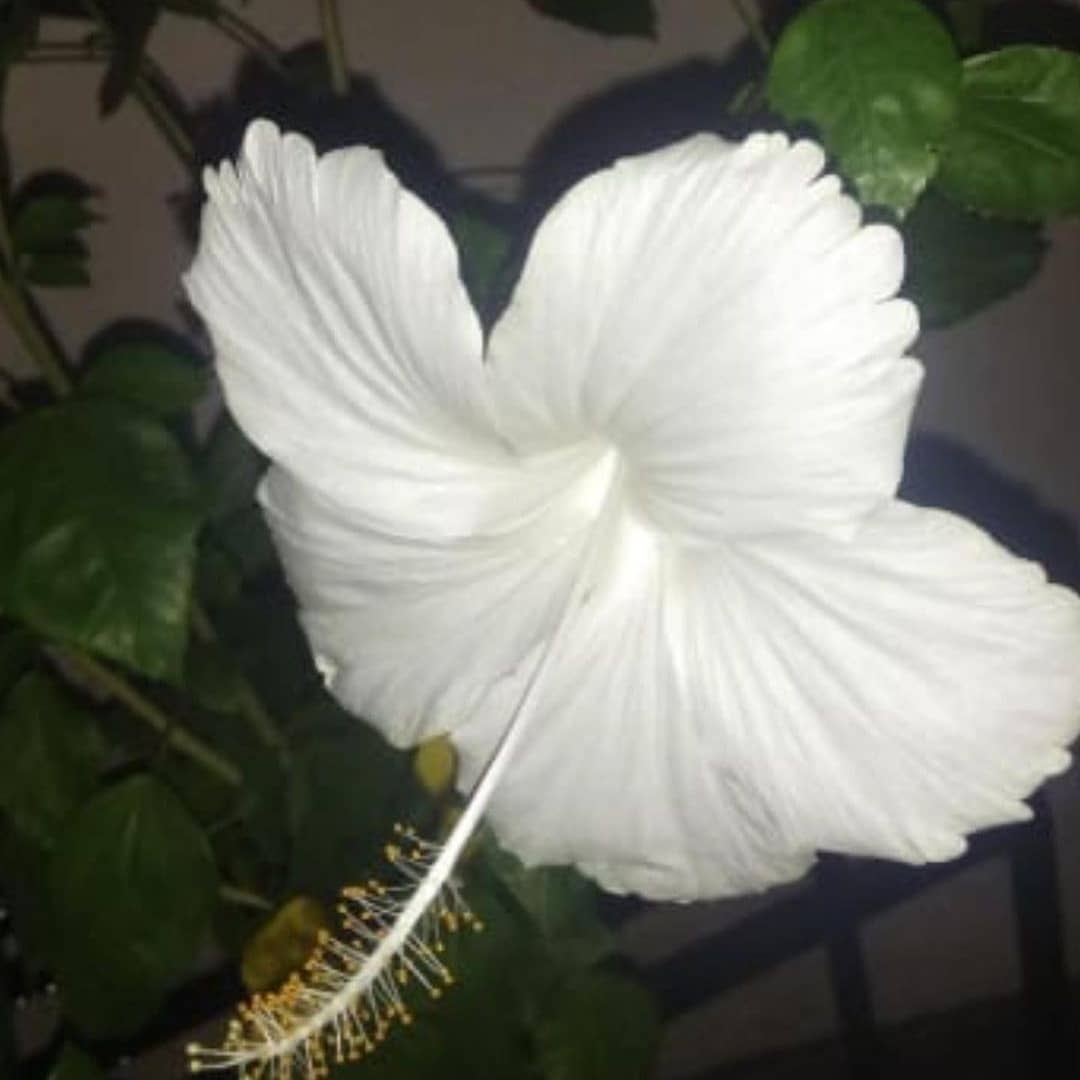 bhatti_prerna's tweet photo. good morning 💮🌺

#Flowers #NaturePhotography #goodvibe 
#NatureforLife #BePositive https://t.co/36E4n3RVYH