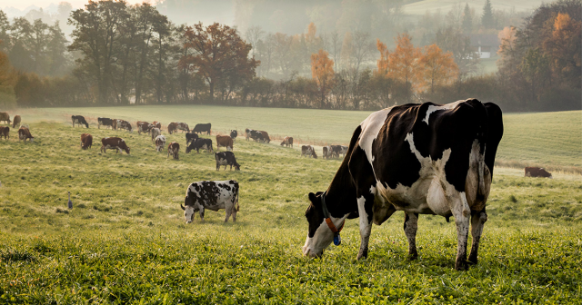 ColinOnToast's tweet photo. Can #technology reduce the environmental impact of cattle farming? @VodafoneBiz explores the possibilities: https://t.co/ShgTZr7xRG https://t.co/vzU3rLynY4