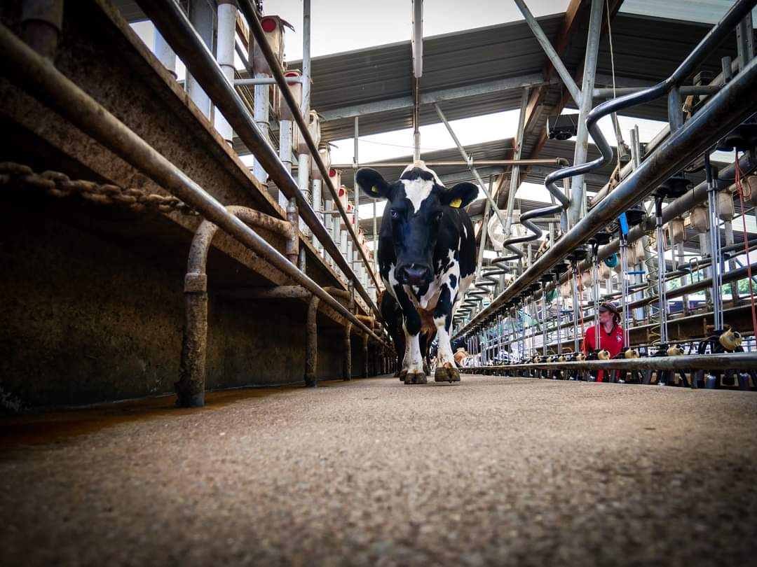 jwpfarming's tweet photo. 🐄 herdsperson vacancy available🐄

We are looking for a enthusiastic positive &amp; experienced individual 

Excellent package for the successful candidate, great team environment fantastic facilities

Retweets appreciated 👍🏼

https://t.co/GaGHHAz3Ui https://t.co/ac8L5JETol