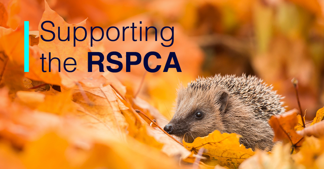 CapitaPlc's tweet photo. Animals rely on  @RSPCA_official to rescue them when they need them most. To do so the RSPCA need a strong team to handle emergency calls from the public. We’re proud to be renewing our relationship with the oldest welfare charity to provide that support: https://t.co/ikF4wUrD6M https://t.co/PuK4DeRQbT