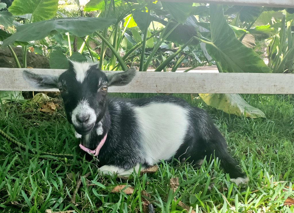 Tomomi Imura tweet media