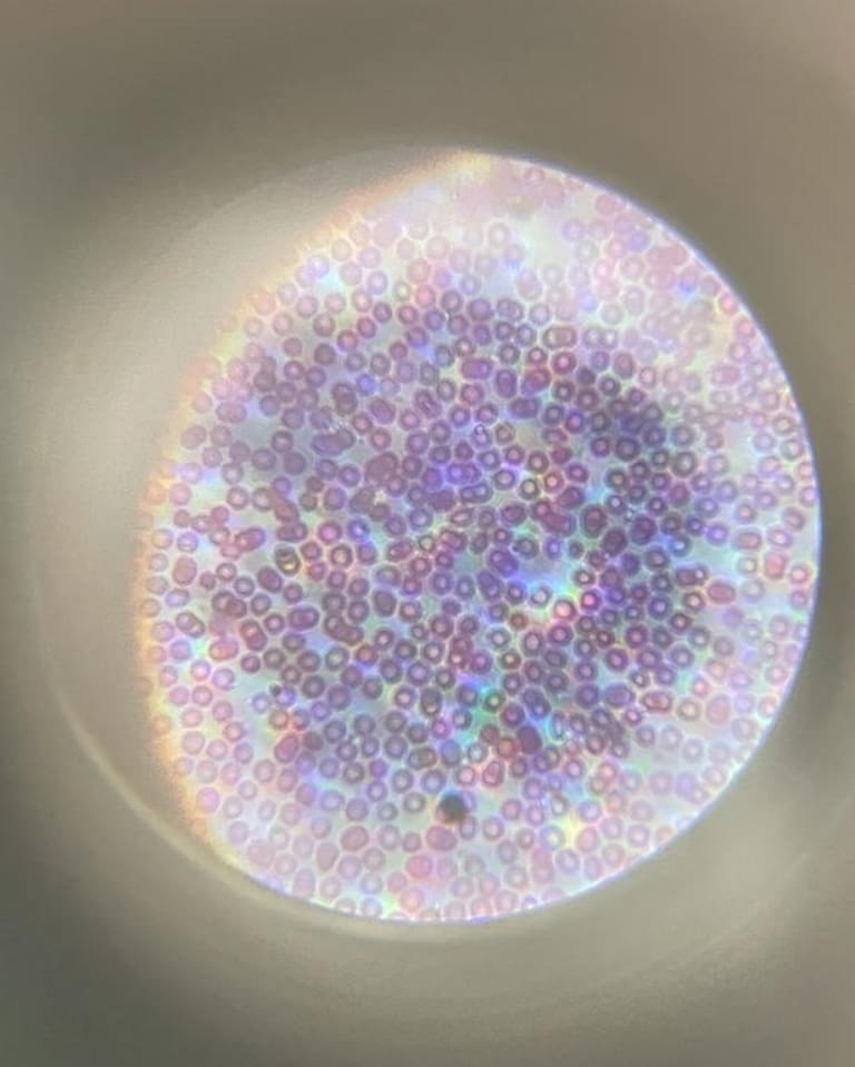 Fen Bilimleri dersinde 7. sınıf öğrencilerimiz Bitki ve Hayvan hücrelerini incelediler. 🔬