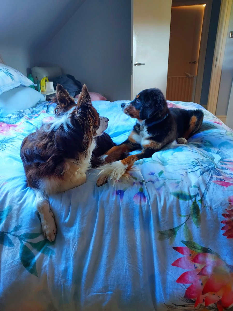 ButtonBernese's tweet image. Why is Oscar giving me the eye? This is my bed now😈 #bernesemountaindog #bordercollie