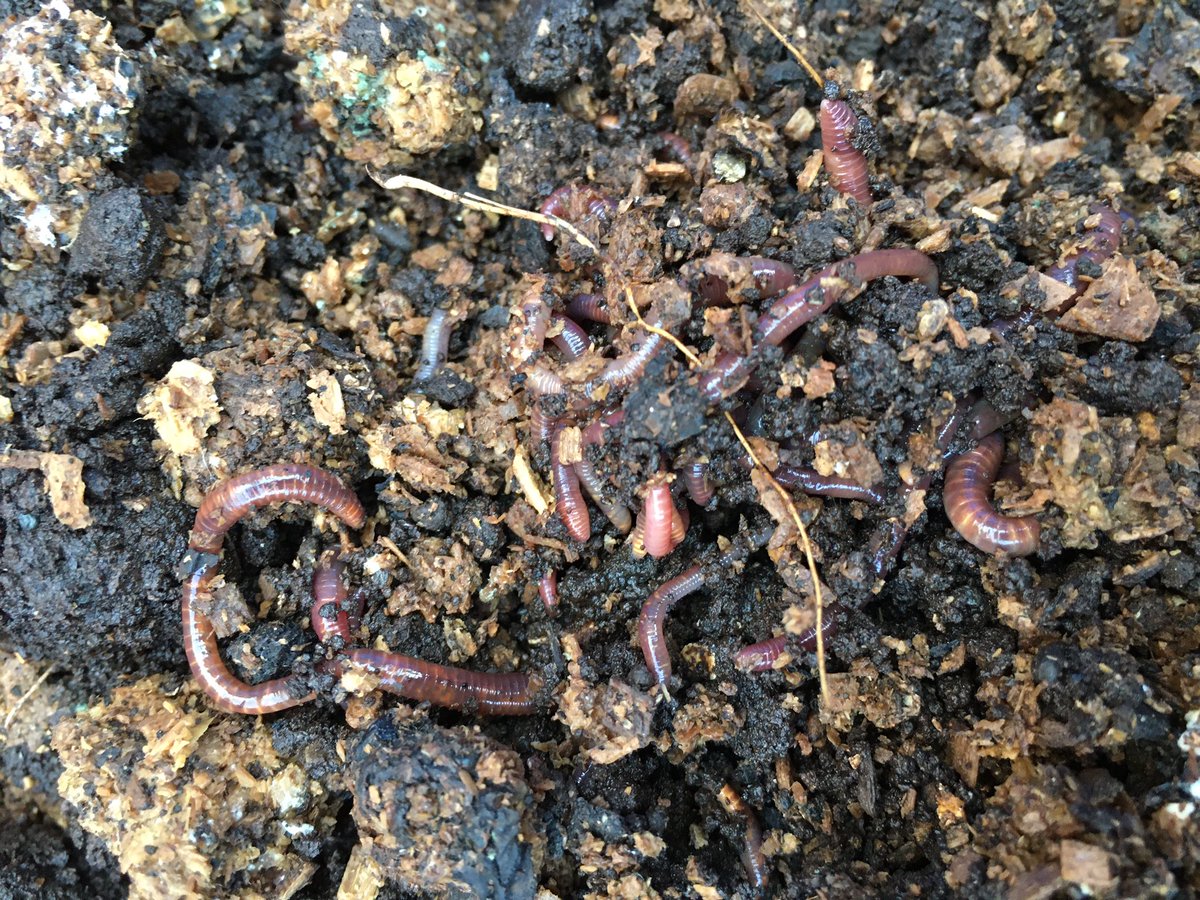 ミミズコンポスト管理局 Mimicompost Tat Twitter