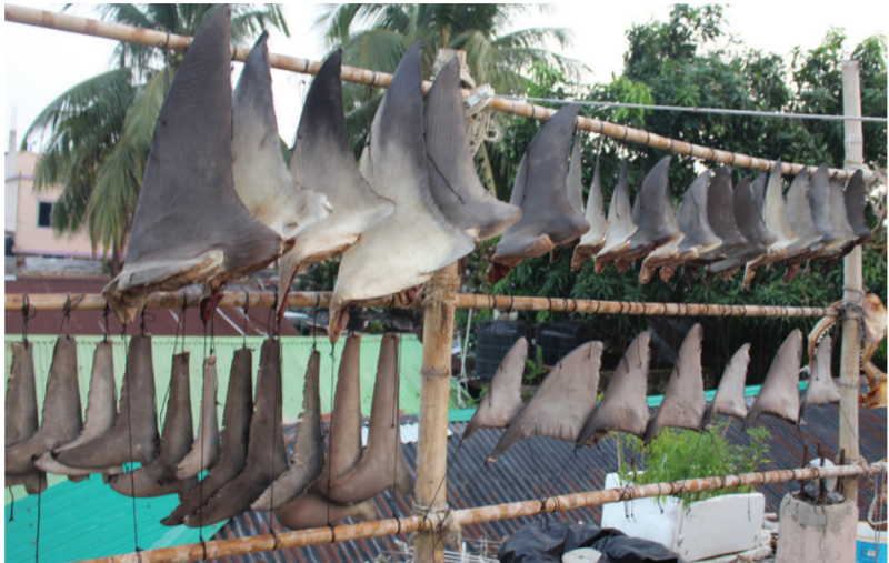 Photo credit - TRAFFIC Bulleting Vol. 30 No. 1 (2018) https://www.traffic.org/site/assets/files/10567/bulletin-30_1-sharks-rays-bangladesh.pdf 
