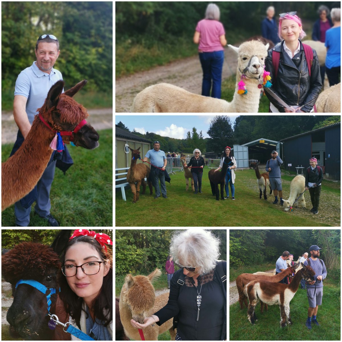 We all had a fantastic time at our @SPFT_PPT #wellbeing day thanks to @HeadsOnCharity. Dunreyth Alpacas even managed to match us with Aplacas that had similar personalities😂 #TeamDay