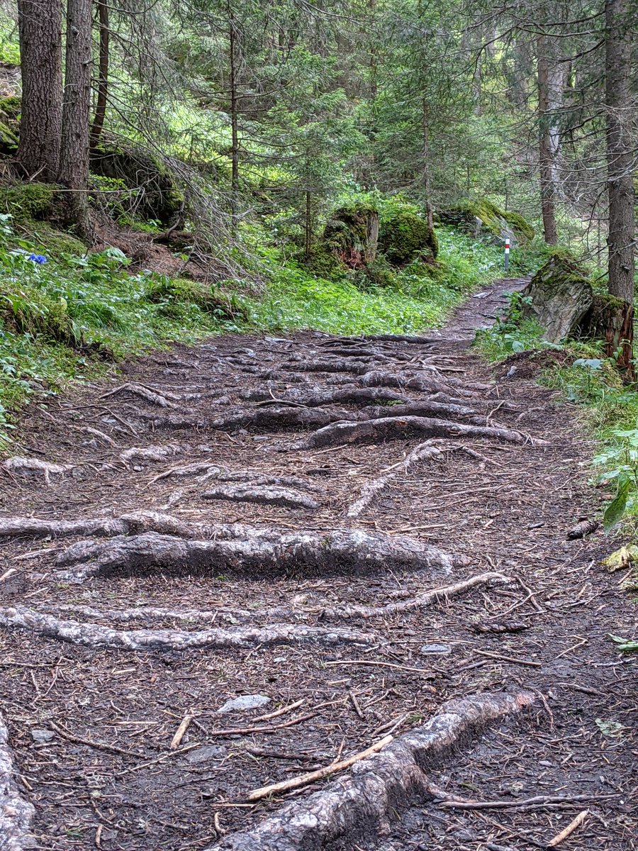 kulturtussi's tweet photo. Es flüstert leise
Vernetztes Wurzelsystem
Botschaften im Wald
🌳🌱🌿 #haiku
#JetztKunstPflanzen #literarisch #InventingNature @Kunsthalle_Ka https://t.co/e9Gs9ZNoT8
