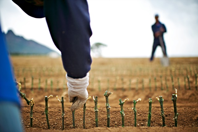 Tim Atkin (@timatkin) on Twitter photo Thought-provoking piece on my site by the brilliant <a href="/JonoLeFeuvre/">han_drinks_solo</a> about sustainability in South Africa and the essential human factor it must embrace. Photo courtesy of <a href="/bosmanwines/">Bosmanwines</a>. timatkin.com/the-human-fact⦠Thought-provoking piece on my site by the brilliant <a href="/JonoLeFeuvre/">han_drinks_solo</a> about sustainability in South Africa and the essential human factor it must embrace. Photo courtesy of <a href="/bosmanwines/">Bosmanwines</a>. timatkin.com/the-human-factā¦
