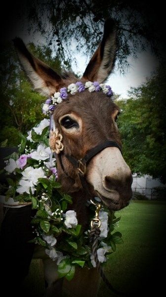 Animali al matrimonio: non solo cani! dlvr.it/S86XLP