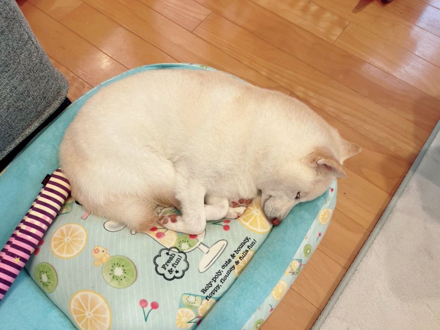 柴犬が ミジンコ寝 する姿に 動物の寝方って四季を感じますよね 癒される の声 ガジェット通信 Getnews