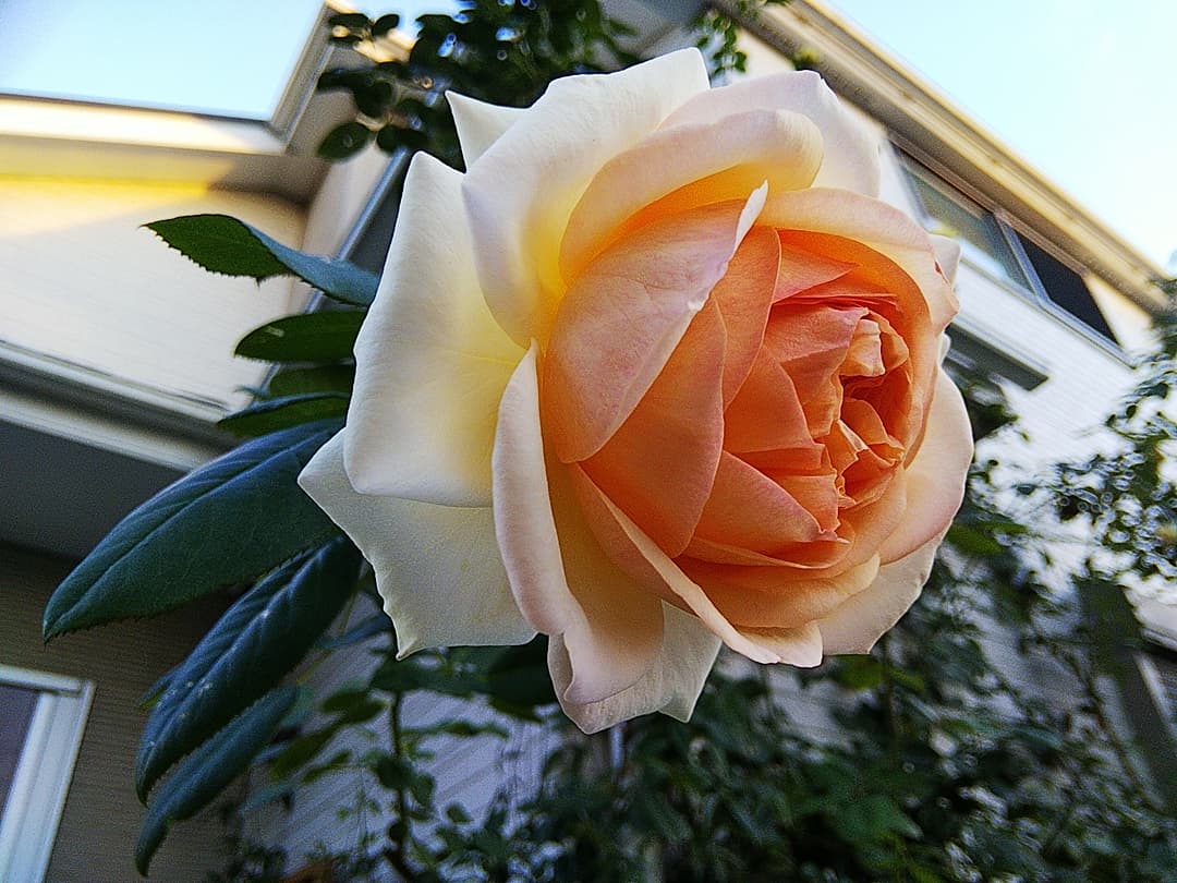 Miyuleaf Miyuleaf Twitter