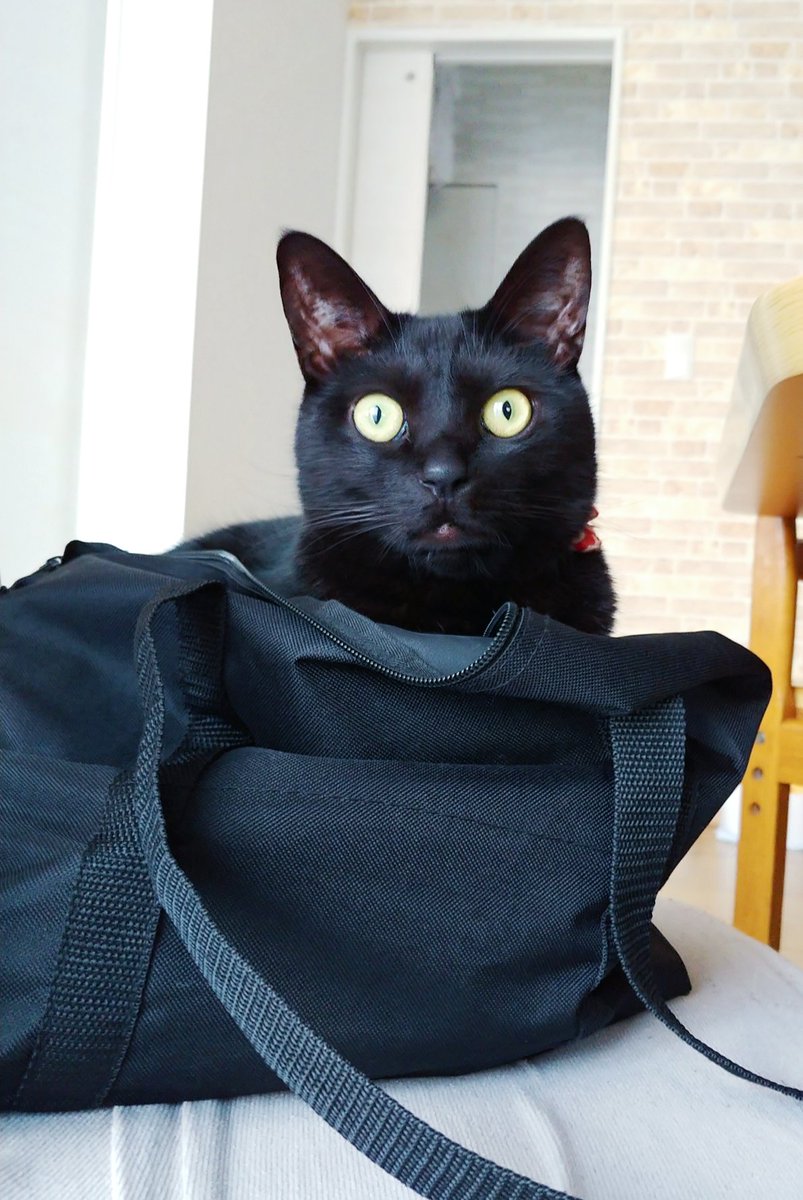 仔猫を拾ったので 1254日目 鞄と同化する黒猫 椅子に黒い鞄が置いてあるなと思って近付いてみたら 我が物顔で黒猫が入っていた じろじろ見てもｽﾝとした顔で一体化 その後配偶者が知らずに持ち上げて うわっ とびっくりしたところで慌てて出ていっ