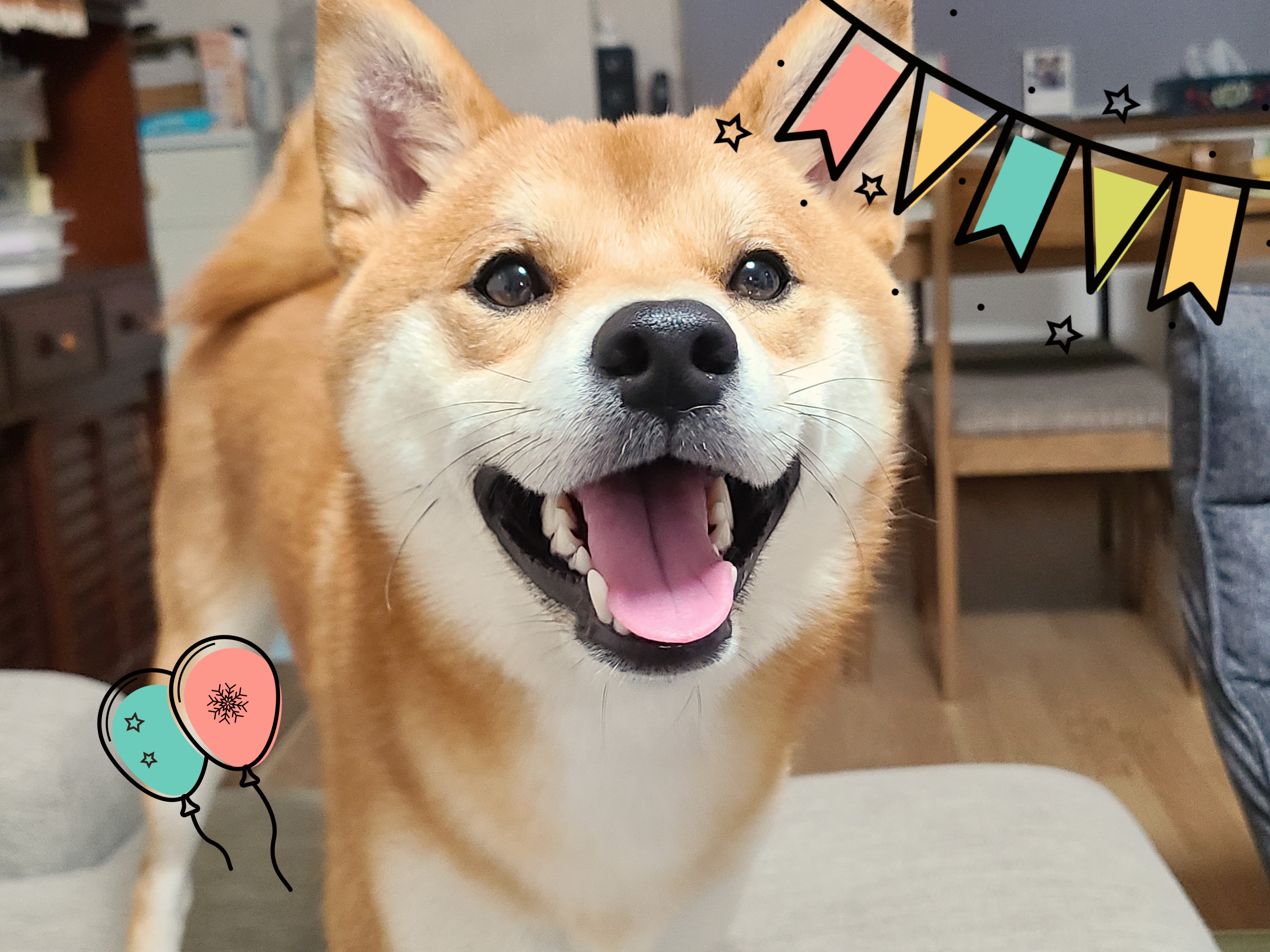犬 Sss Inu Twitter