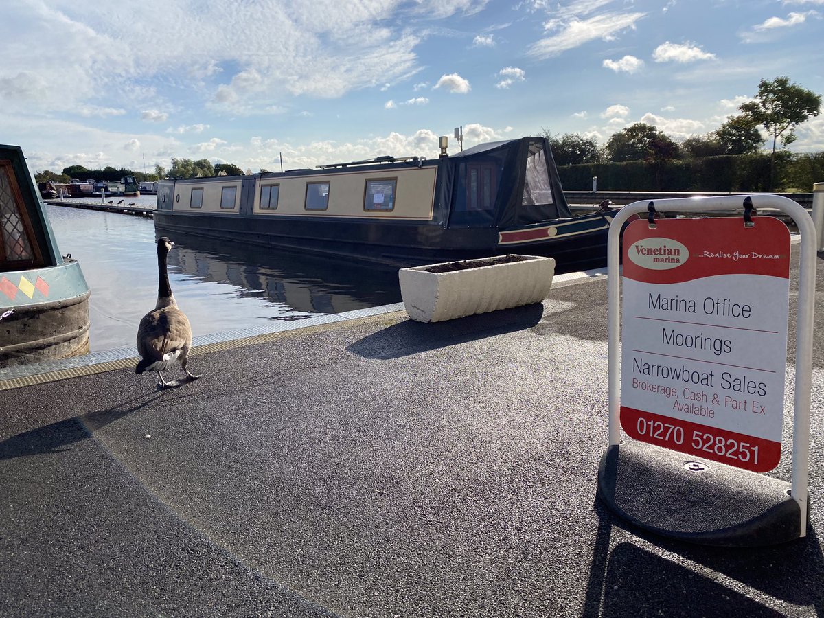 venetianmarina's tweet image. Arnie is back and can be found in his usual spot outside of the sales office 😂😂

He must of herd about our latest arrival Nb Poppy and he looks impressed🤩🤩😍😍

That’s what you call an Arnie seal of approval 🤣🤣

#venetianmarina #realiseyourdream #narrowboat #boatingbeyond