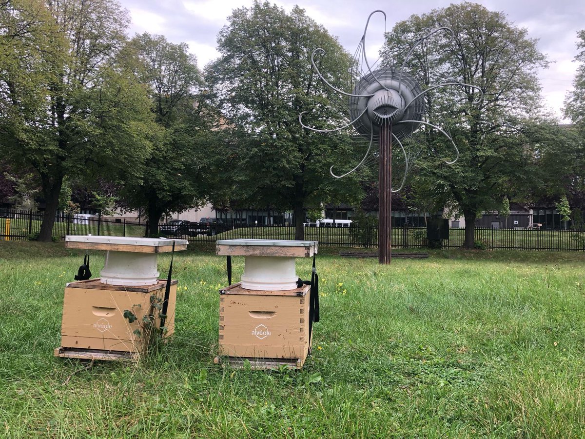 Apilab's tweet image. L&apos;équipe d&apos;Apilab au #Canada  chez @alveolebuzz  ! 🇨🇦
On en profite pour réaliser quelques prélèvements sur plusieurs sites et mesurer la diversité et la qualité des ressources pour les #abeilles avant d’affronter l&apos;hiver canadien❄️
#environment #pollen @airtransat #biodiversite