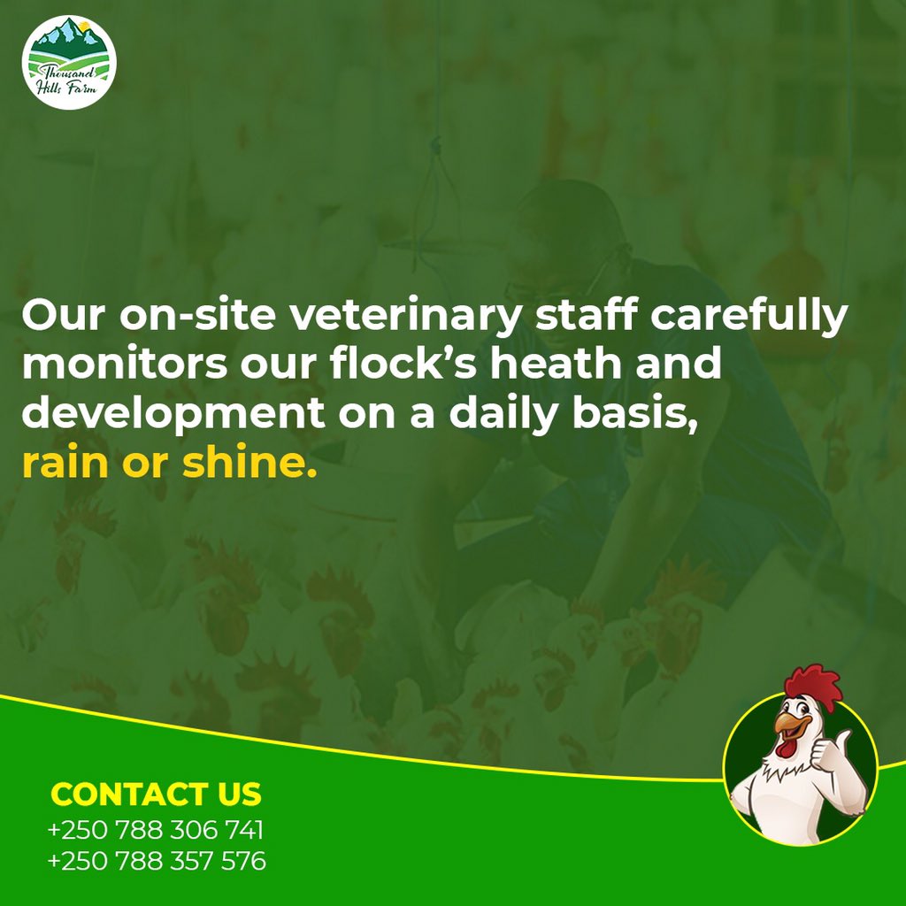 ThFarms's tweet photo. We value our chickens' well-being. We have a dedicated veterinary to ensure that all our chicken is looked after well. This is one of the ways we ensure that we consistently provide you with high-quality chicken. So what are you waiting for to order yours?
#thousandhillsfarm https://t.co/WaWiH4PeWj