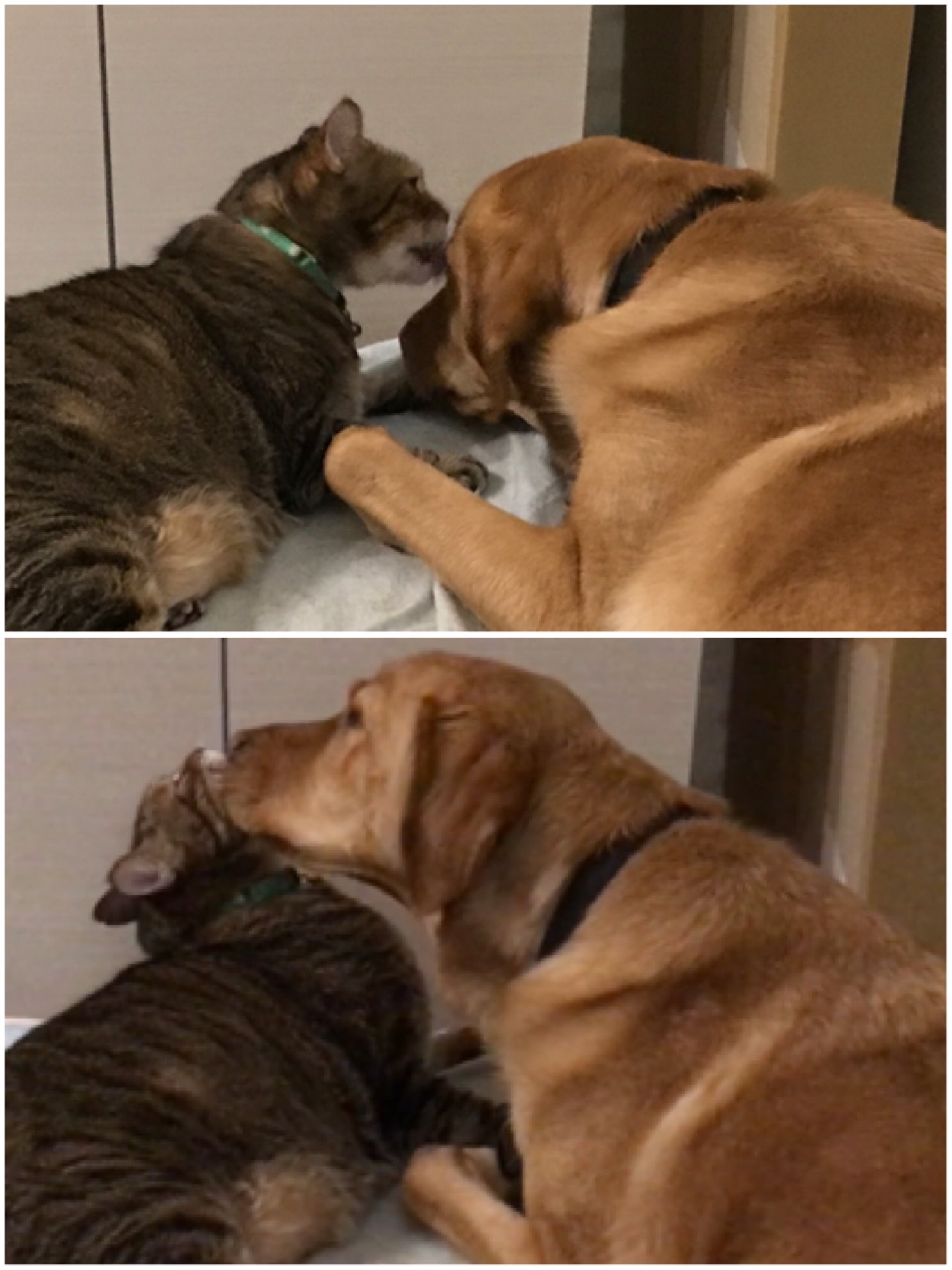 Yuki A 毛づくろいの応酬 今日のマツエド 巨猫と大型犬 猫兄貴と犬小僧 T Co Wwm3uwzadl Twitter