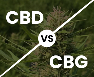 Here is the Solution for this Cold War CBD vs CBG :)
#CBDvsCBG #CBD #CBG #BestCBD #CBDBenefits
Click Here to know More: bit.ly/3AzoWEM