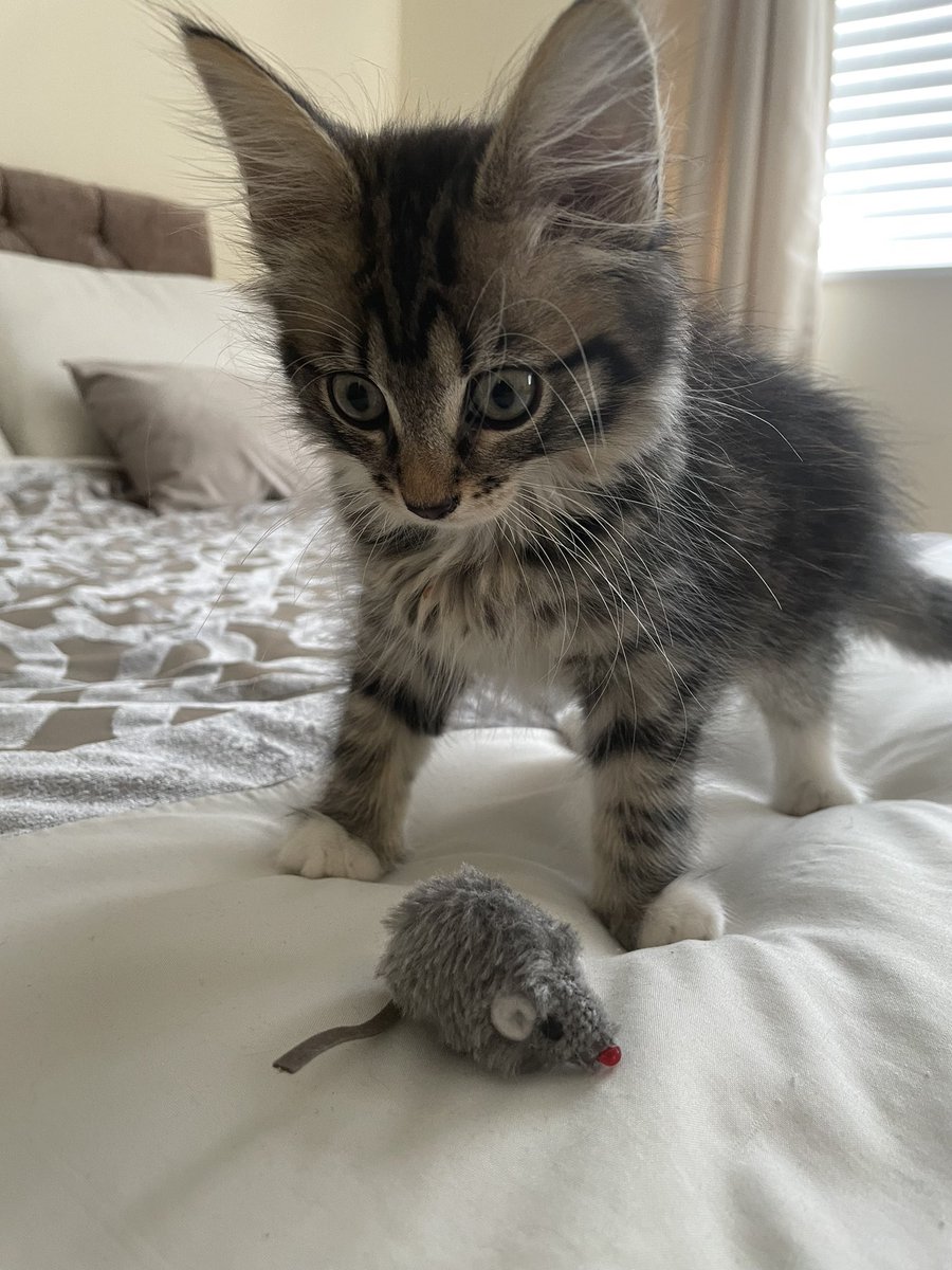 I caught a mouse. I am a mighty hunter!
