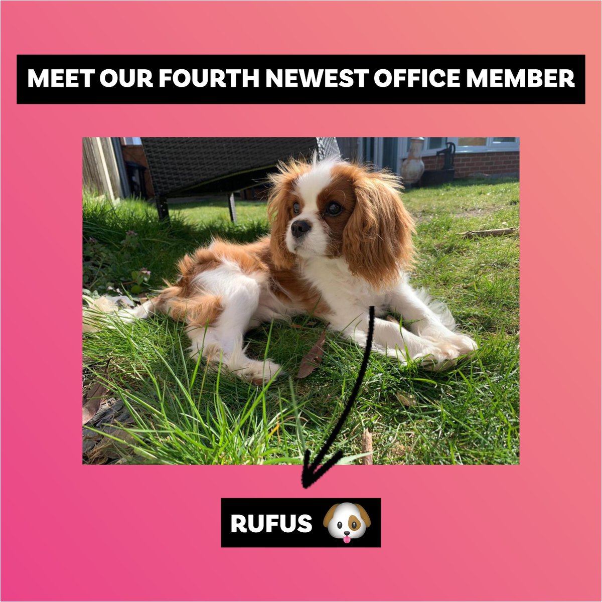 StudioVision_'s tweet image. Diversity includes dogs too! 🐶 Meet our newest members of the team! Twiggy, Billy, Bonnie and Rufus! 🐶 There’s going to be more Doggo's than humans in this office soon! 🤩

Have a great Thursday! 🤪

#doggos #officedogs #teammembers