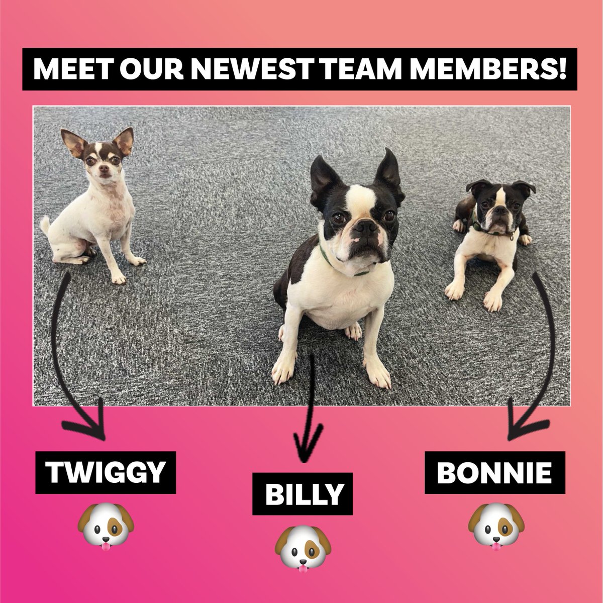 StudioVision_'s tweet image. Diversity includes dogs too! 🐶 Meet our newest members of the team! Twiggy, Billy, Bonnie and Rufus! 🐶 There’s going to be more Doggo's than humans in this office soon! 🤩

Have a great Thursday! 🤪

#doggos #officedogs #teammembers